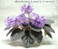 Buckeye Love's Caress (Hancock)