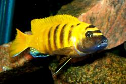 Cynotilapia "Lion"