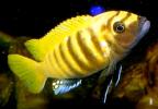Cynotilapia "Lion"