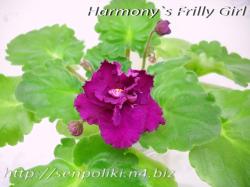 Harmony's Frilly Girl (Harmony Greenhouse)