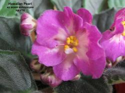 Hawaiian Pearl (S. Sorano)