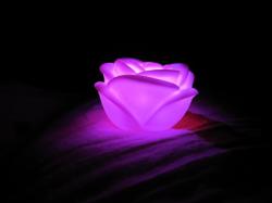 Light Rose LED 7 color