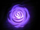 Light Rose LED 7 color