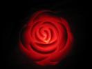 Light Rose LED 7 color