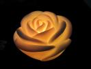 Light Rose LED 7 color