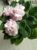 Pink Mint (Пинк Минт)