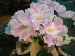 Pink Sensation (LLG\Sorano)