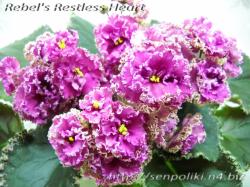 Rebel's Restless Heart (R. Bann)