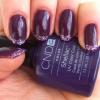 Shellac CND Rock Royalty