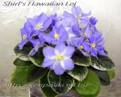 Shirl's Hawaiian Lei   (S.Sanders)
