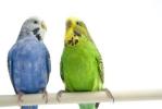 Волнистый попугай (Melopsittacus undulatus) - молодая пара