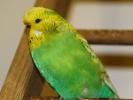 Волнистый попугай Выставочный Чех - самка (птенец)