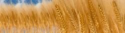 Нативная пшеничная клейковина