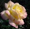 Глория – желтая с розовым краем