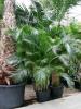 Арека Пальма или Хризалидокарпус/Areca,Chrysalidocarpus