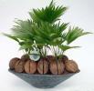 Ливистона пальма/Livistona palm