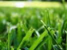 Свежескошенная трава, отдушка 10 гр