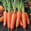 морковька свежая