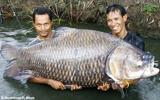 Добавка кормовая для рыбы «Tripel Fish»