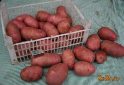 Картофель продавольственный "Ред Скарлет"