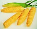 Кукуруза «Сахарная»