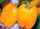 Перец сладкий «Оранжевое чудо»