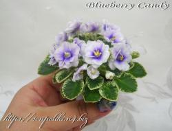 Blueberry Candy   (F.Wagman) )
