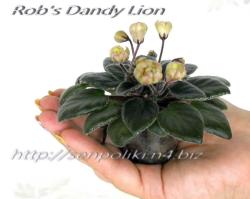 Rob's Dandy Lion   (R.Robinson)