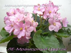 ЛЕ-Мраморный цветок (Е.Лебецкая)