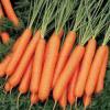 морковь Нантес 4  (2 гр)