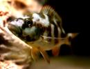 Хаплохромис Ливингстона (Nimbochromis livingstonii, Haplochromis...