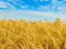 Пшеница (фураж)