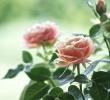 Чайные розы