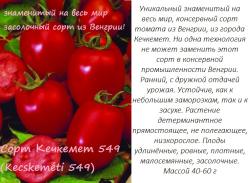 семена томата КЕЧКЕМЕТ 549 (15 семян)