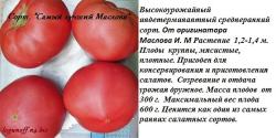томат САМЫЙ ЛУЧШИЙ МАСЛОВА (15 семян)
