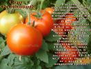 томат Огородник (15 семян)