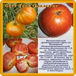 Семена томата Топл (Болгария)