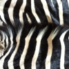 Продам: Шкура зебры из ЮАР. Африканский дизайн в интерьере.