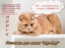 услуги по уходу и содержанию животных (кошки)