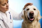 Продам: Ветеринар в Костроме, лечение животных, анализы, корма,...