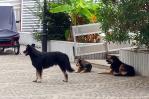 Стаи бродячих собак нападают на детей в Краснодаре